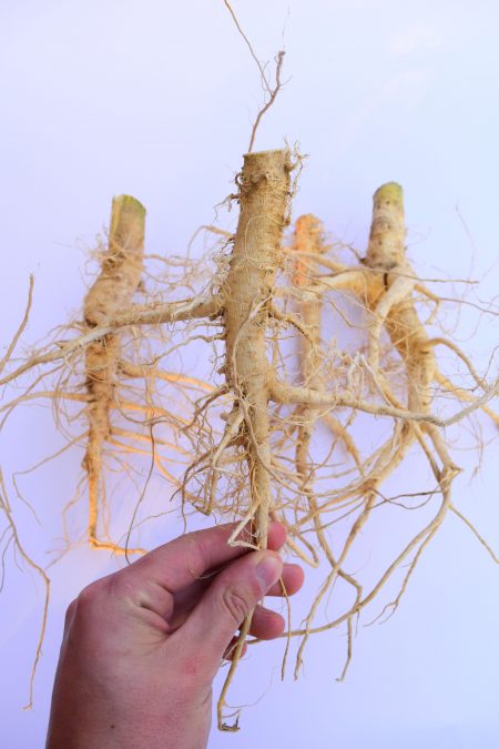 Dried Hemp roots - industrial hemp root - dry cannabis root - Hanfwurzeln - Hanfwurzel -radice di canapa - racine de chanvre